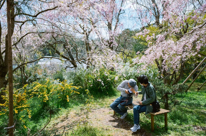 Couple on a bench under cherry blossoms — Quiet Moments