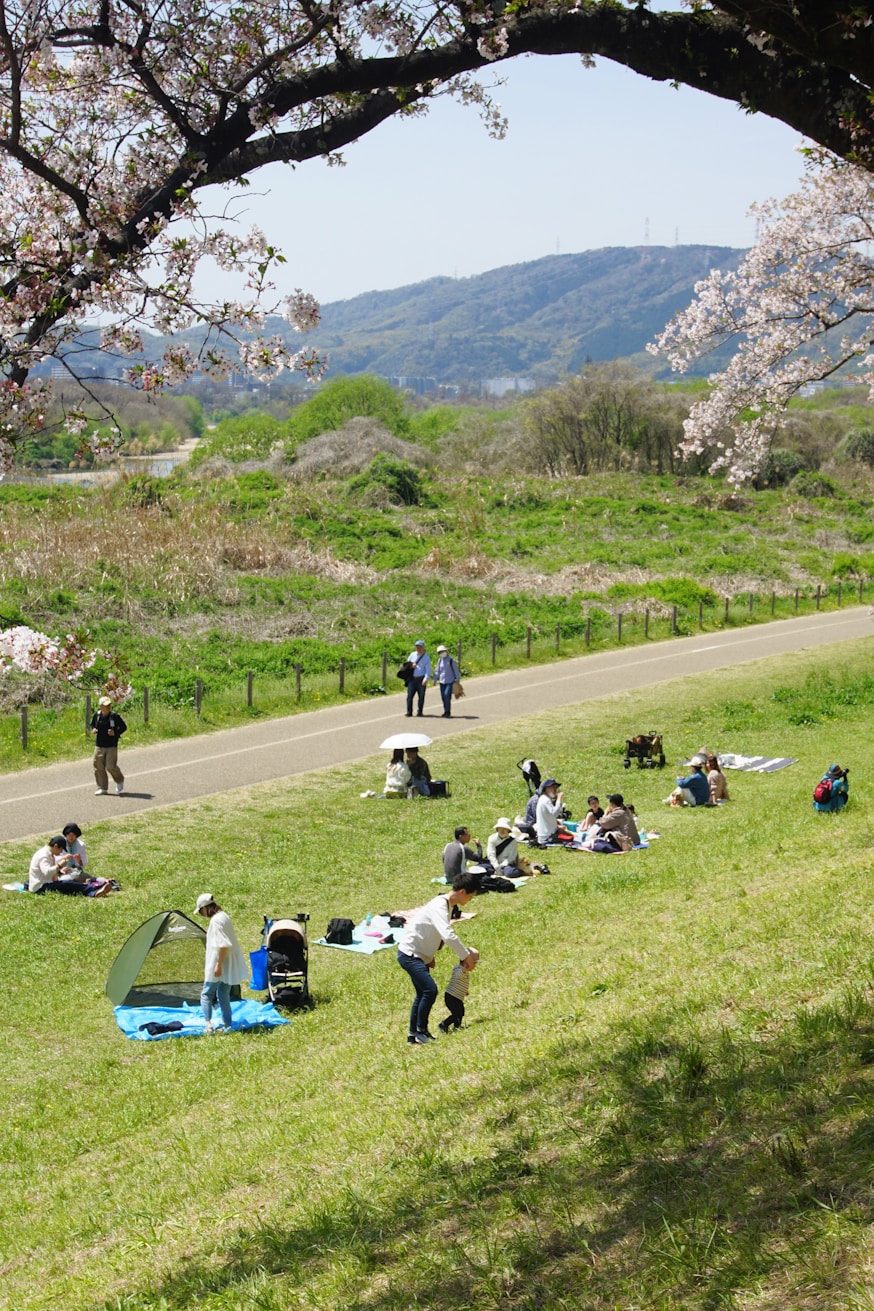 Group enjoying a curated picnic under cherry blossom trees in Japan